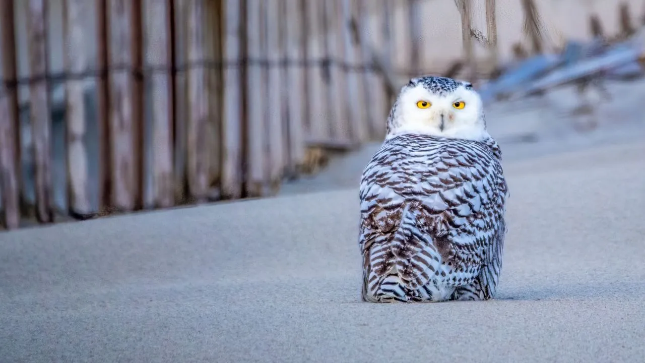 Snowy Owl