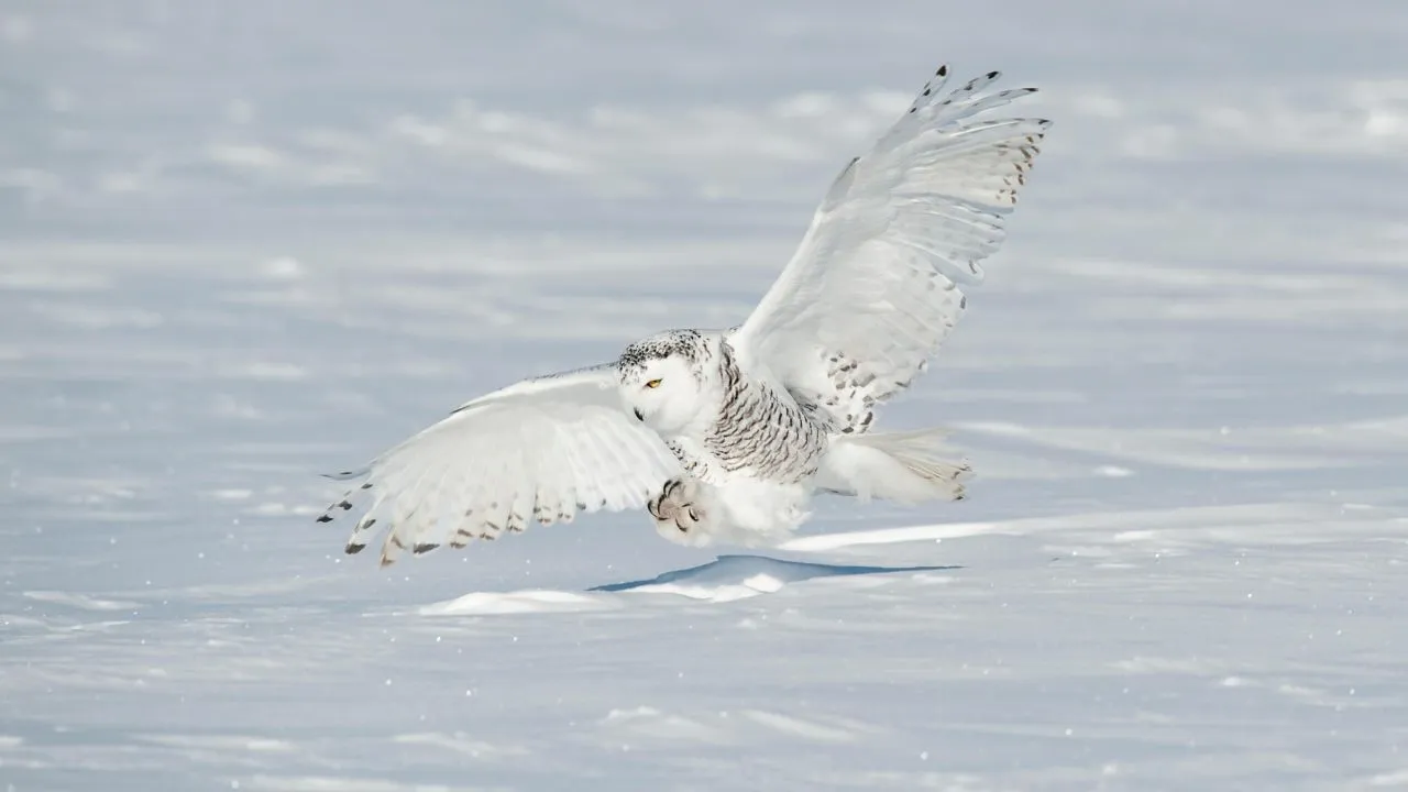 Snowy Owl