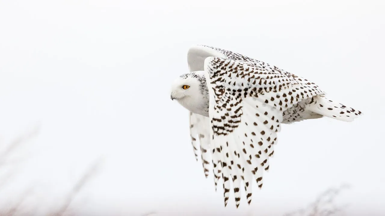 Snowy Owl