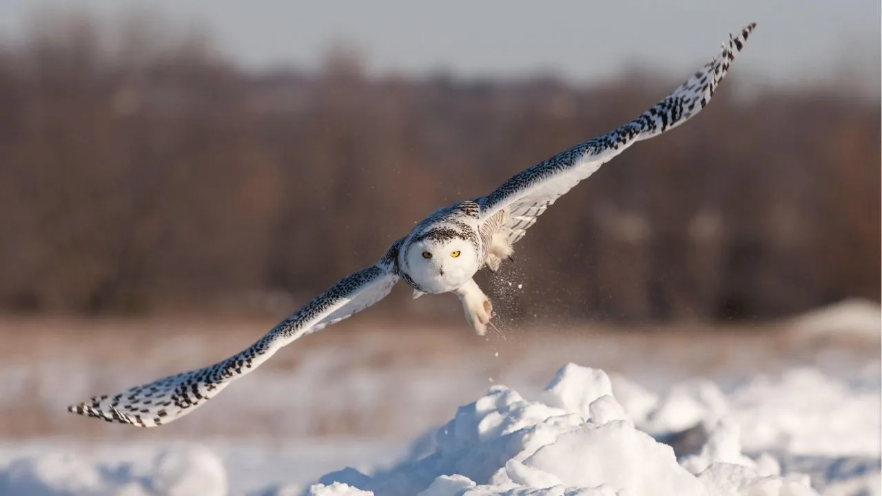 Snowy Owl