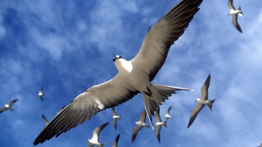 Sooty Tern