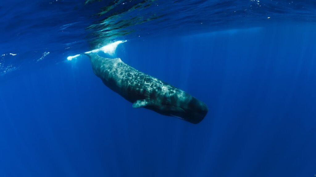 Sperm Whale