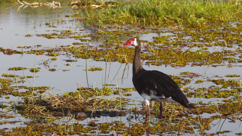Spur-Winged Goose