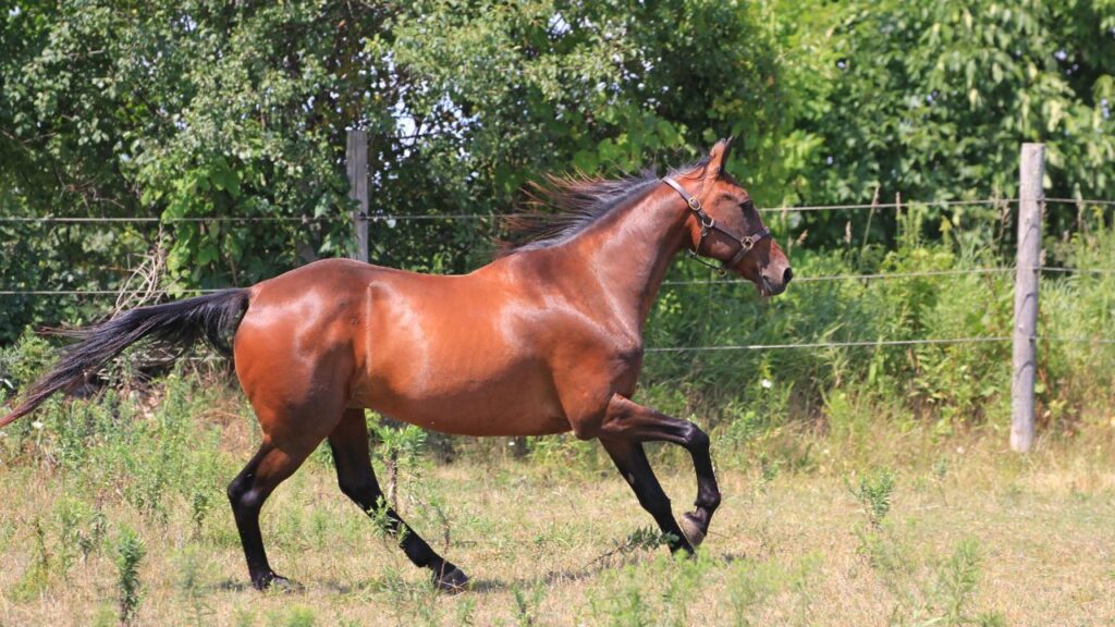 Standardbred