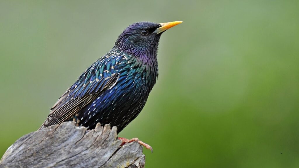 Starling