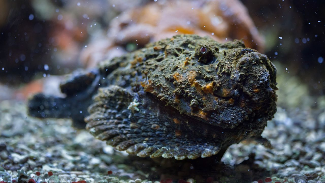 Stonefish