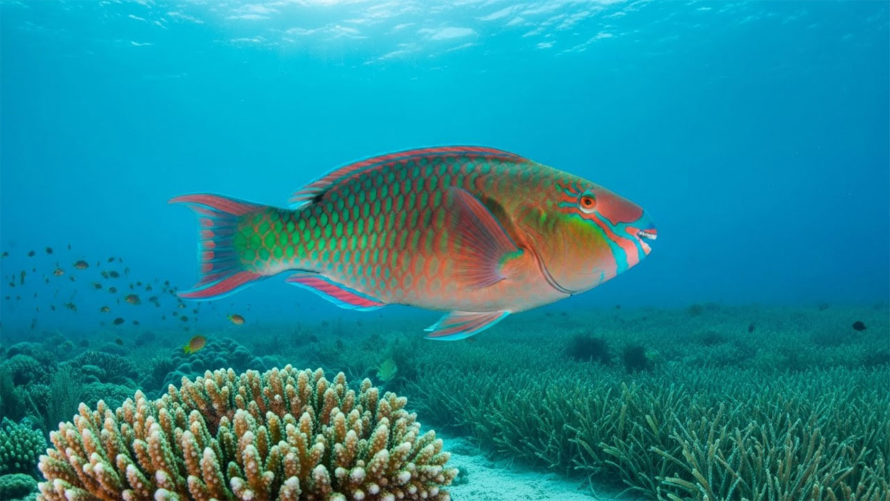 Stoplight Parrotfish