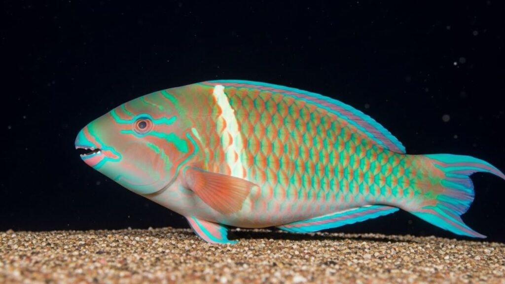 Stoplight Parrotfish