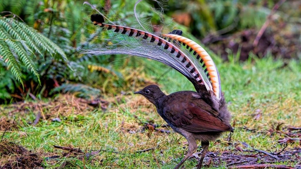 Superb Lyrebird
