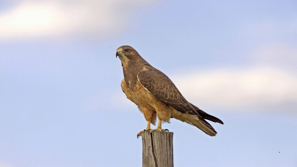 Swainson’s Hawk