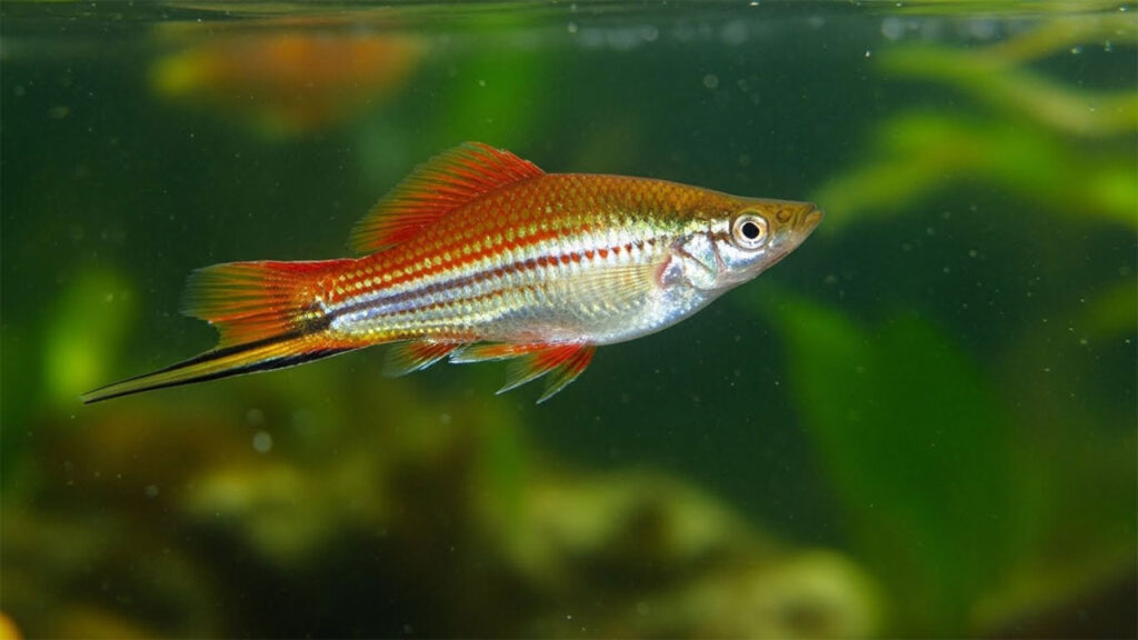 Swordtail