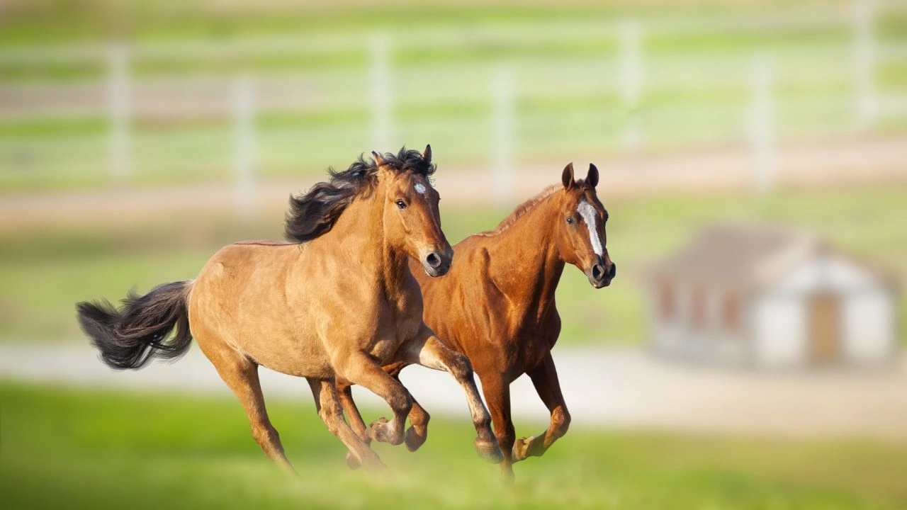 Tennessee Walking Horse