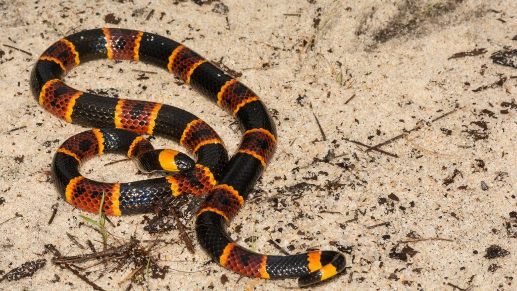 Texas Coral Snake