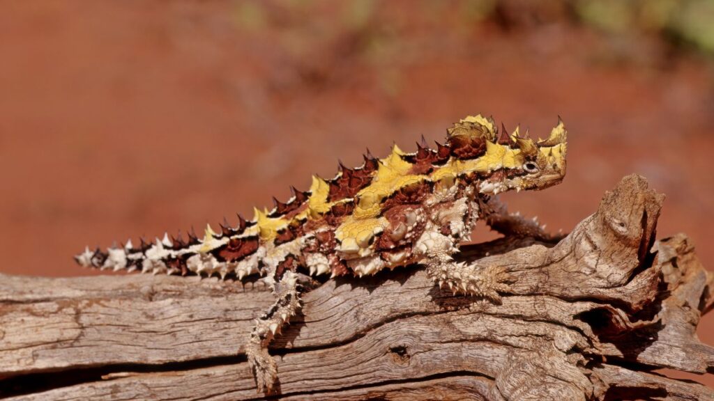 Thorny Devil