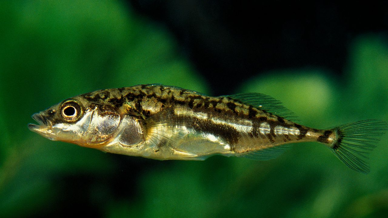Three-Spined Stickleback