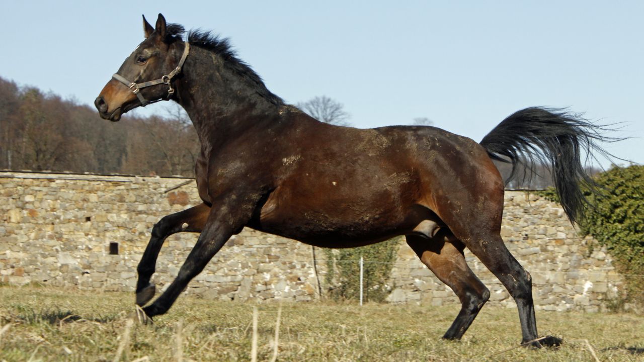 Trakehner