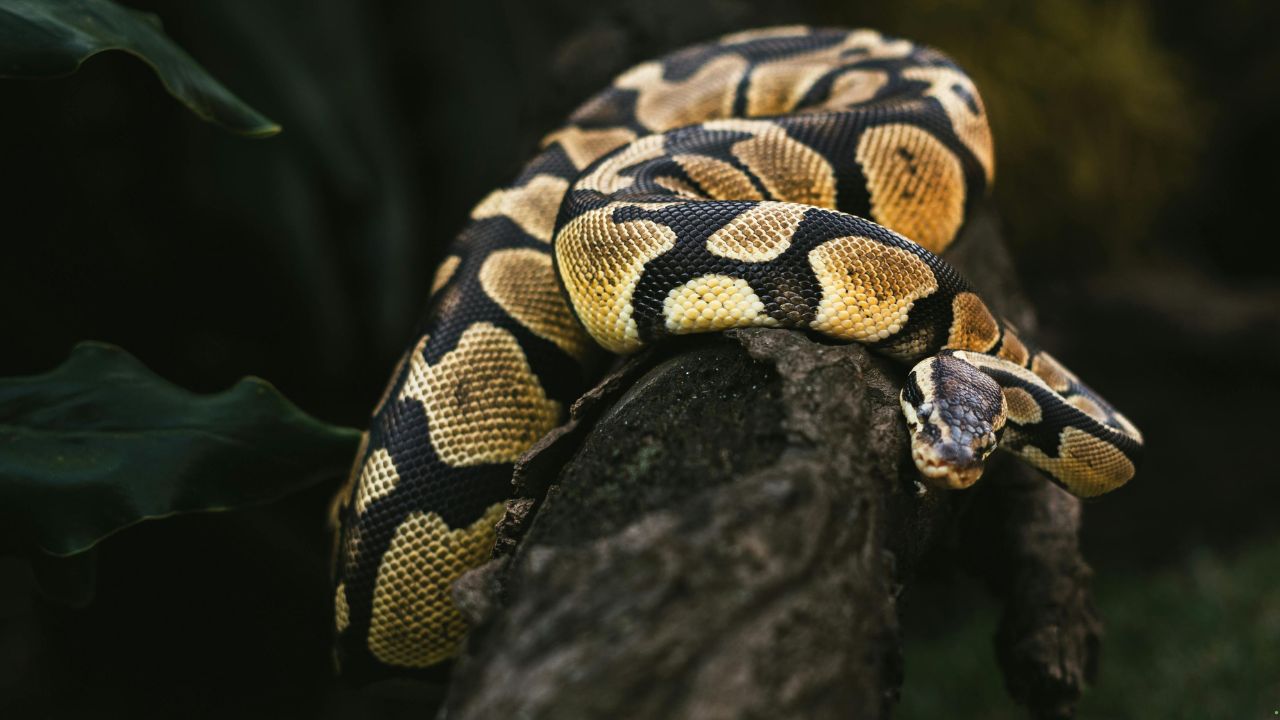 7 Snakes That Use Sound to Locate Prey