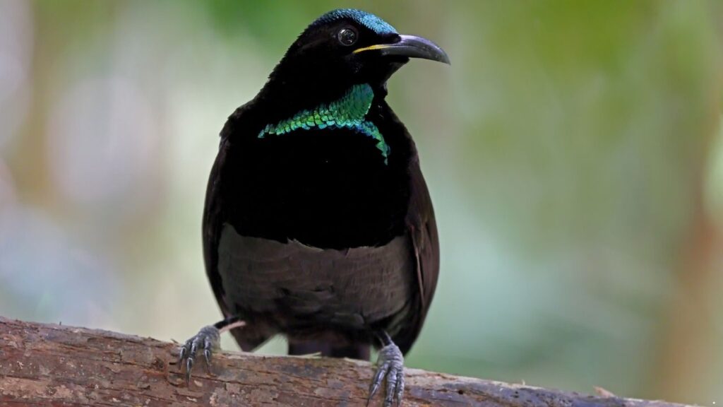 Victoria's Riflebird