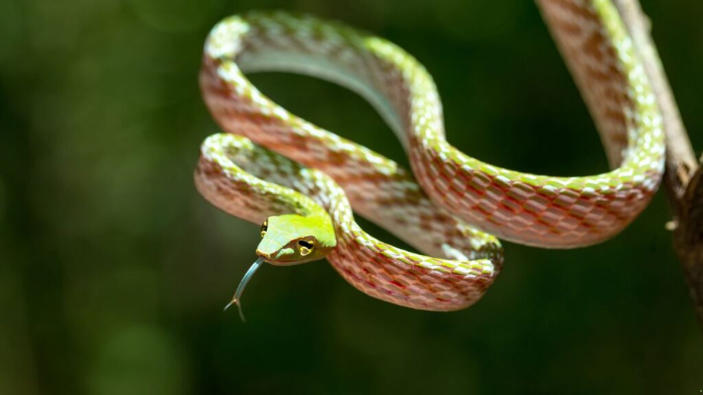 Vine Snake