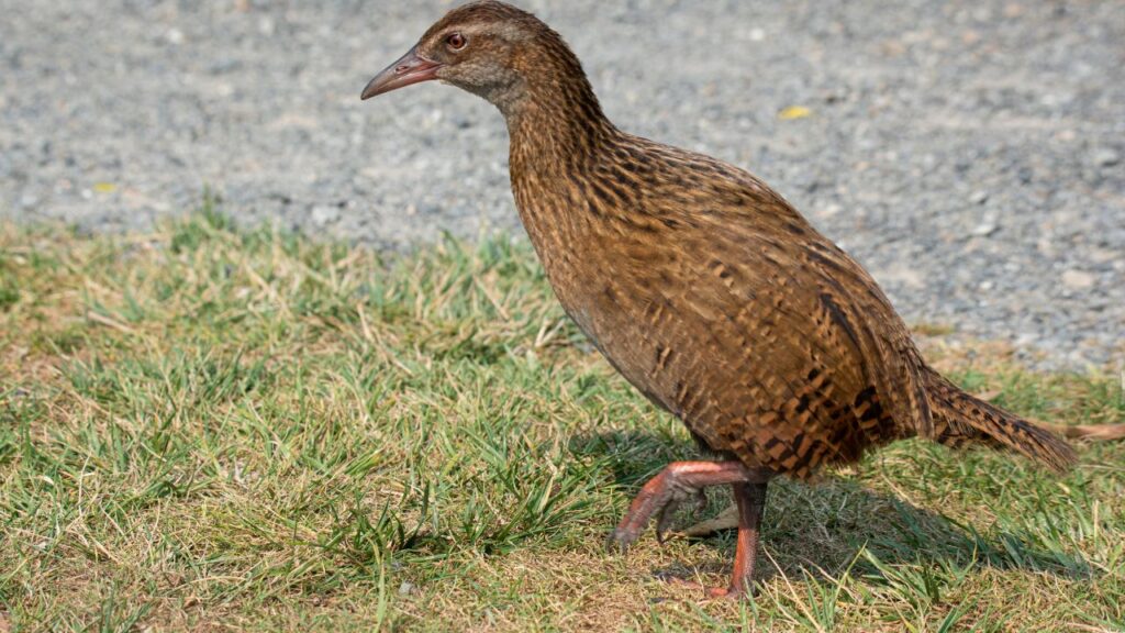 Weka