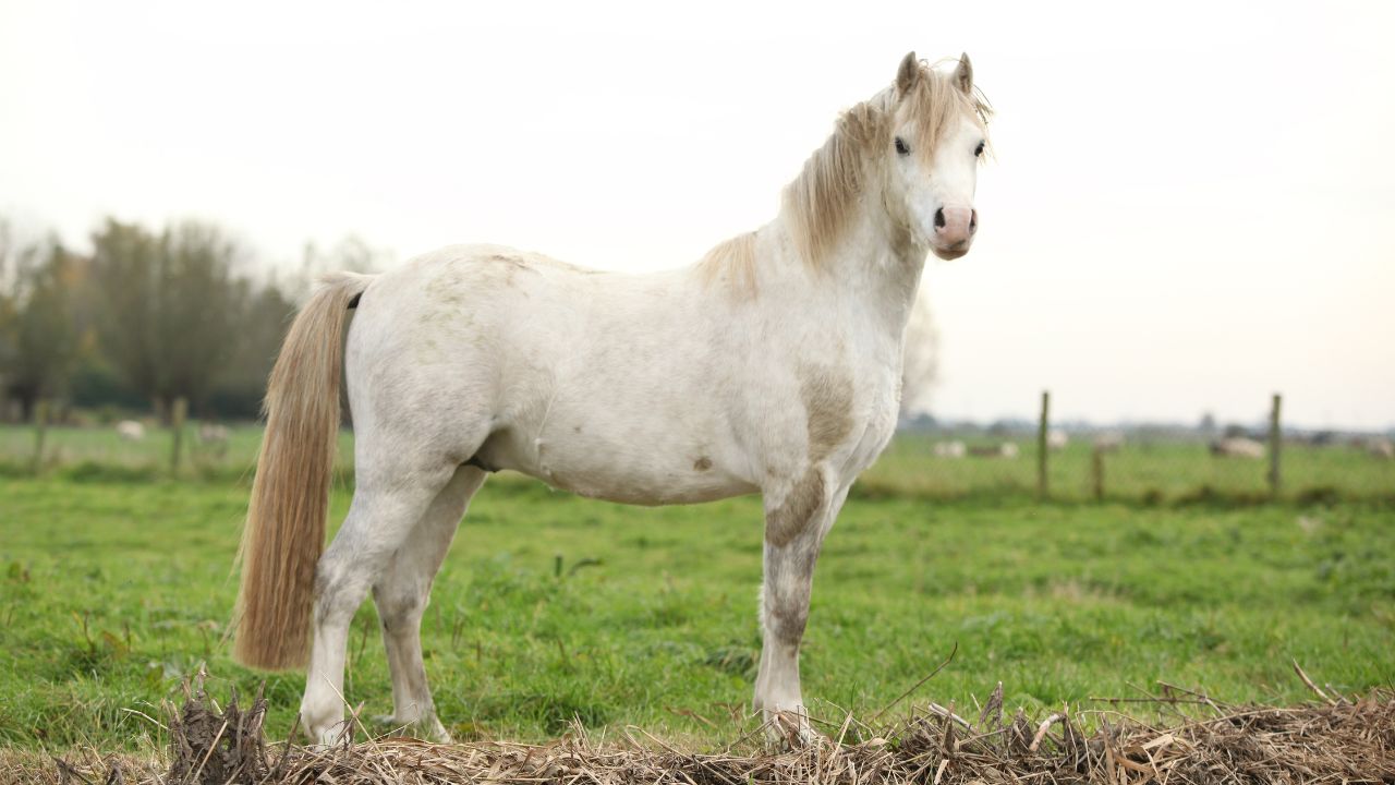 Welsh Pony