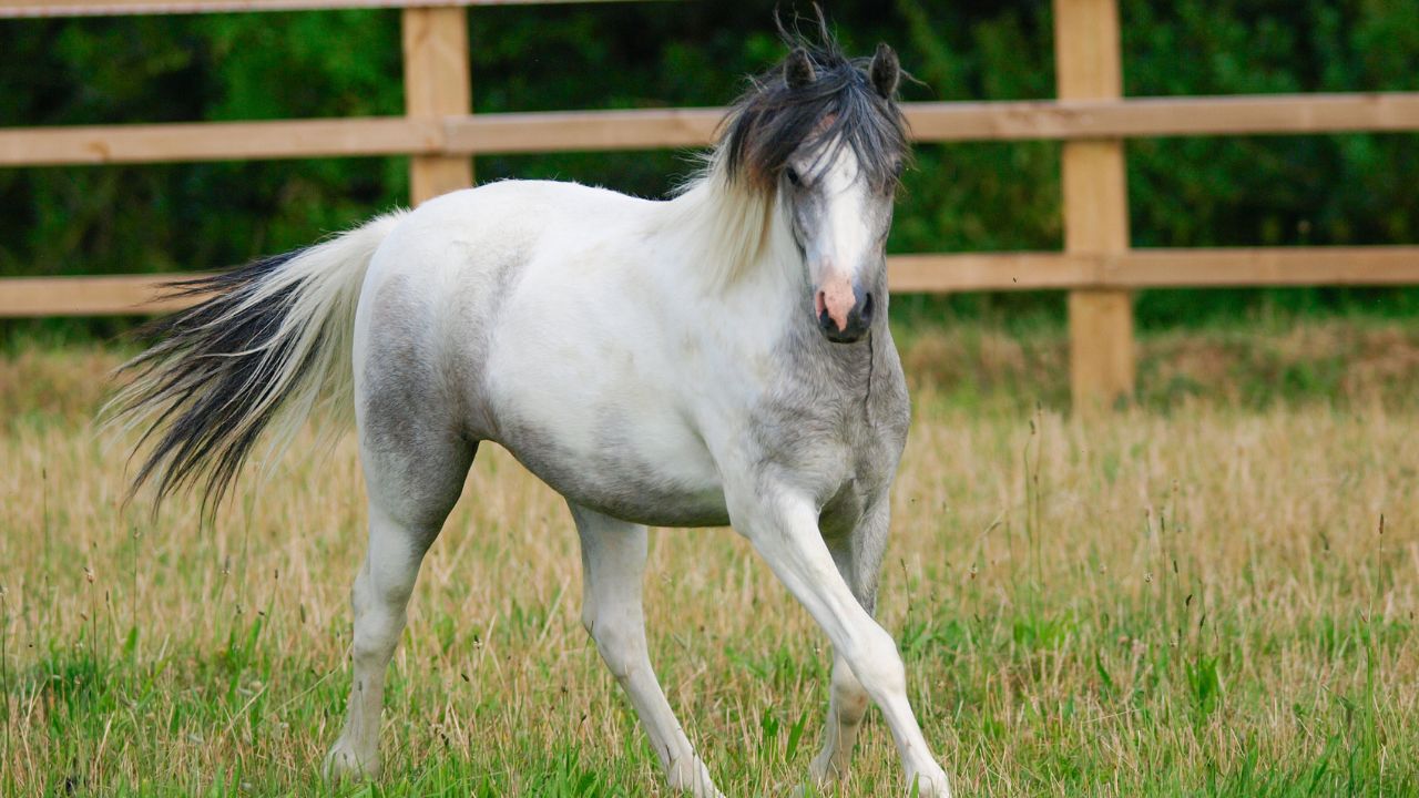 Welsh Pony