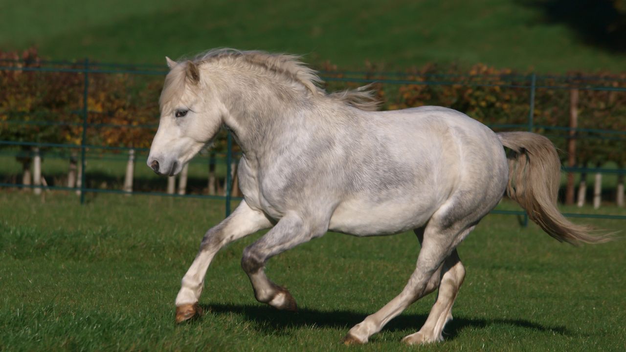 Welsh Pony