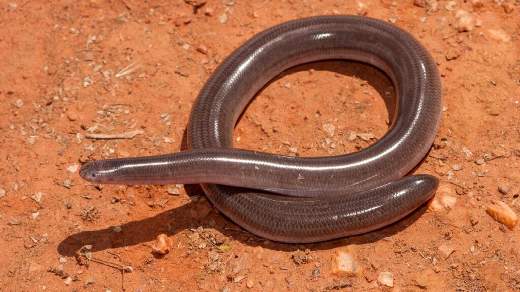 Western Blind Snake