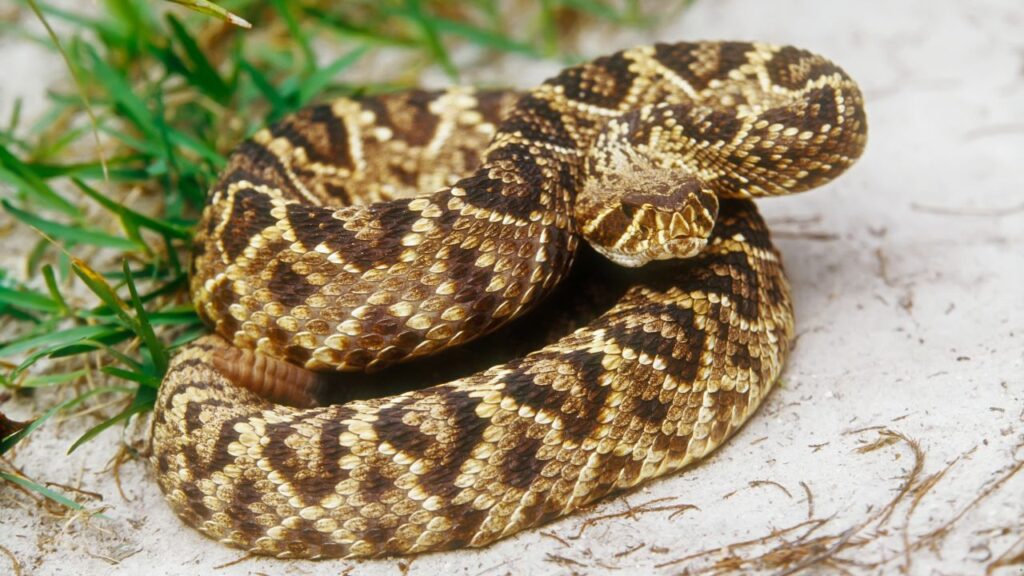 Western Diamondback Rattlesnake