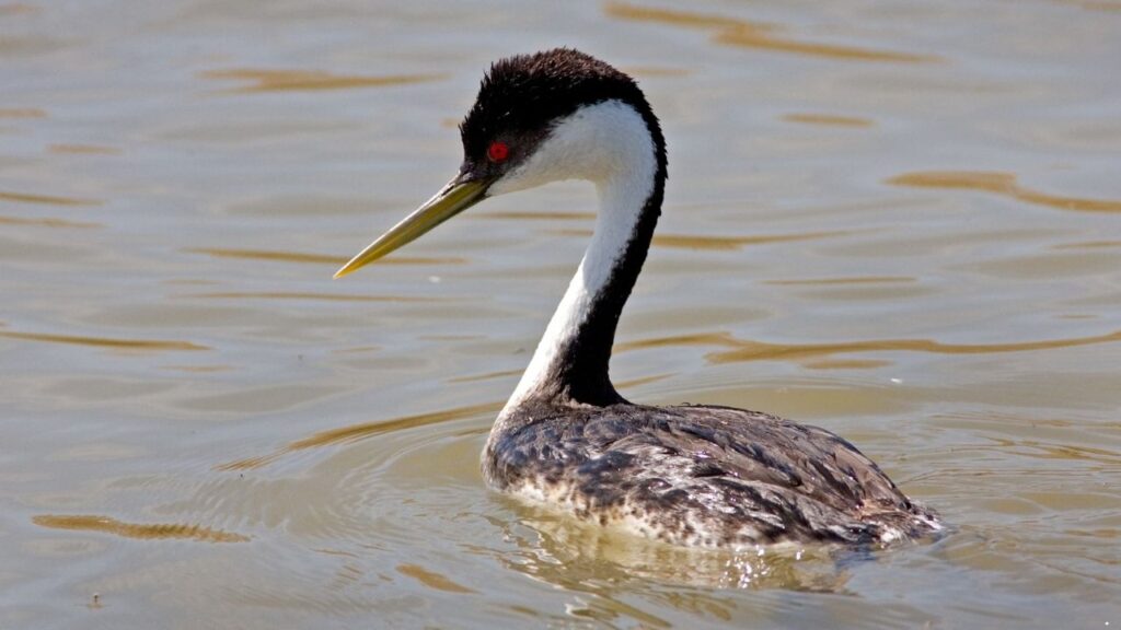 Western Grebe