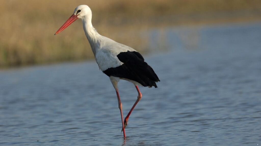 White Stork