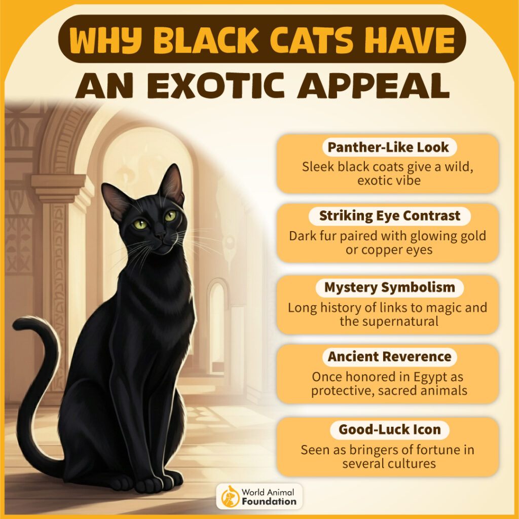 Why Black Cats Have an Exotic Appeal-03