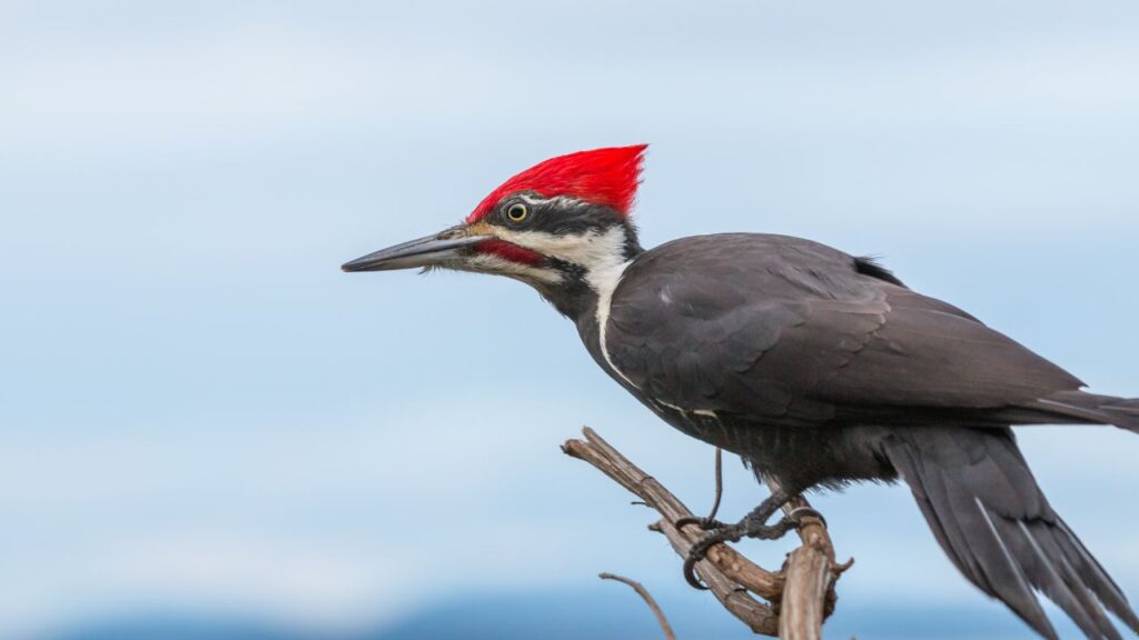 WoodPecker