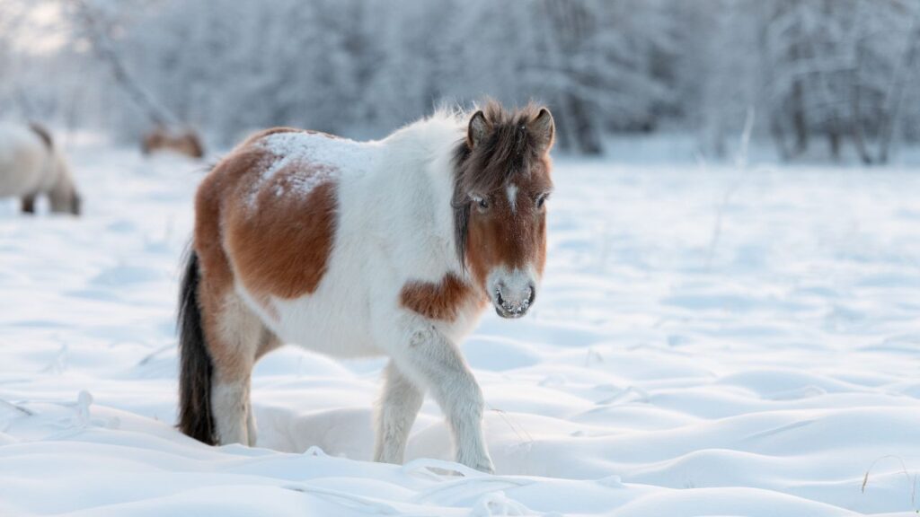 Yakutian Horse