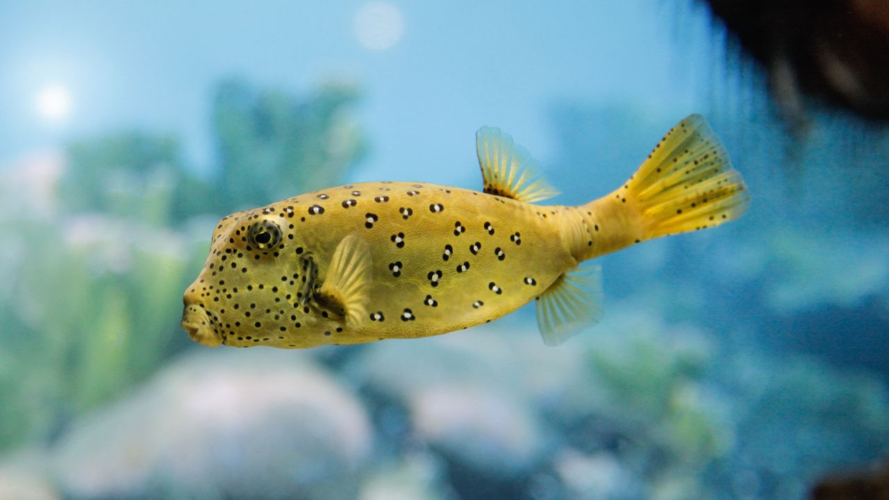 Yellow Boxfish