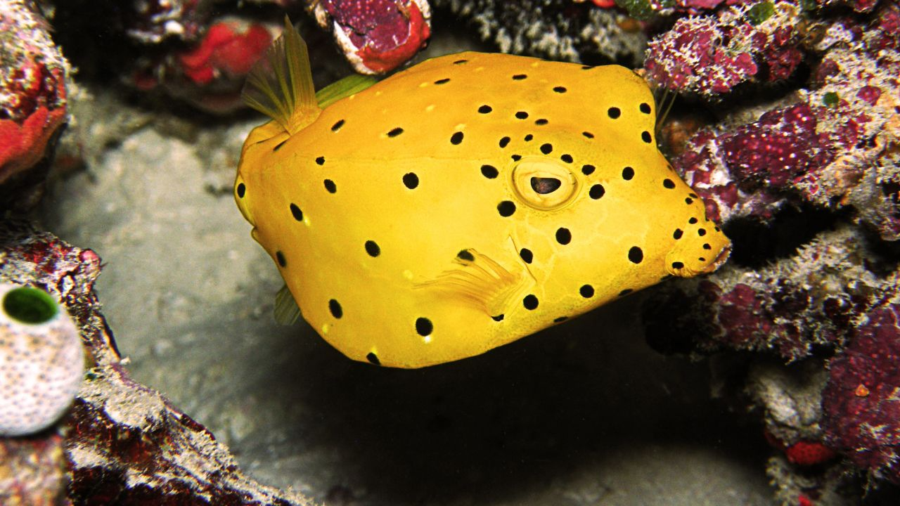 Yellow Boxfish