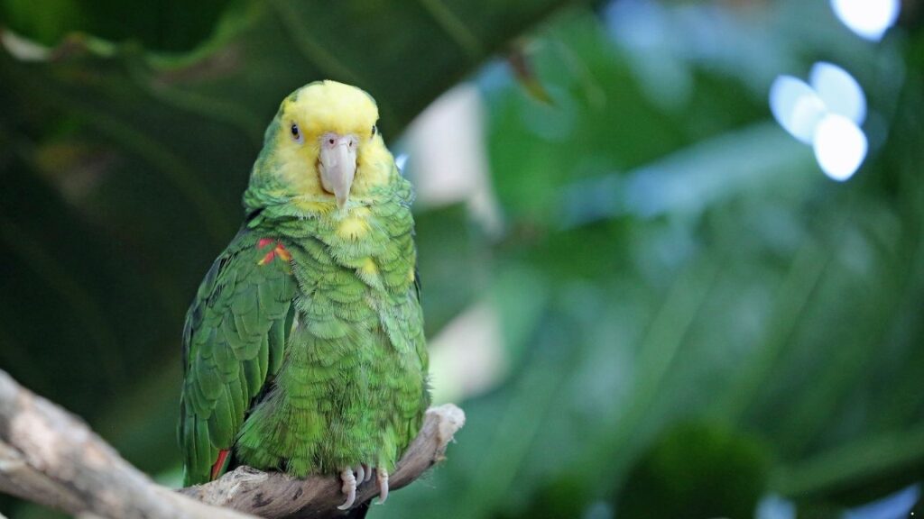 Yellow-Naped Amazon