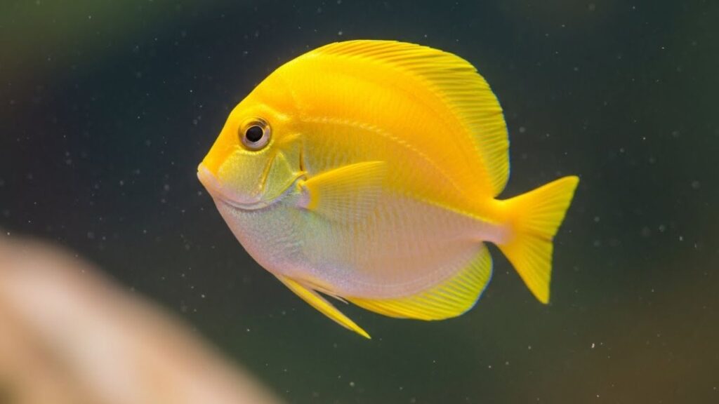 Yellow Tang