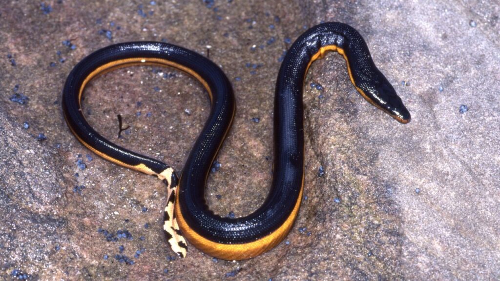 Yellow-bellied Sea Snake