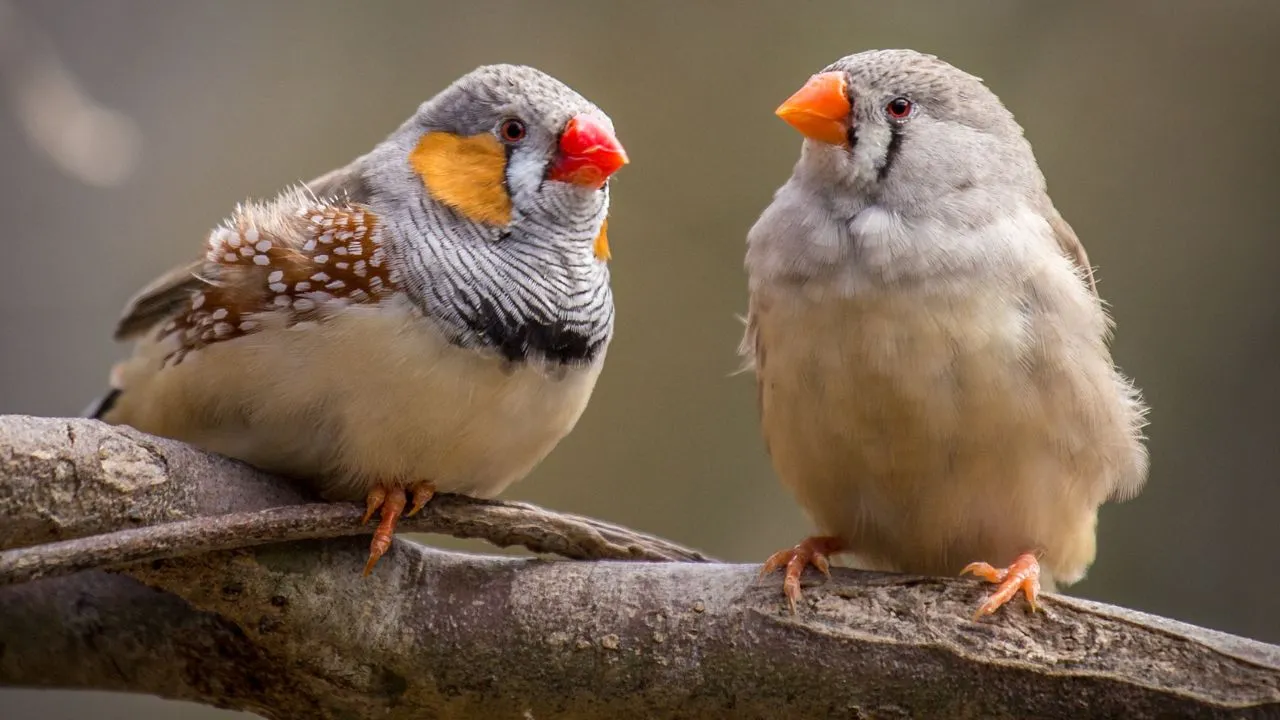 Zebra Finch