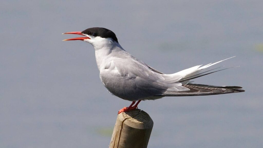common tern