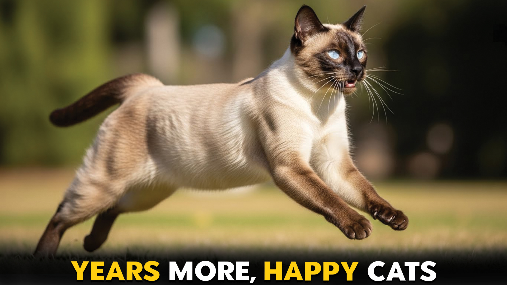 Cat Breeds Known for Longevity