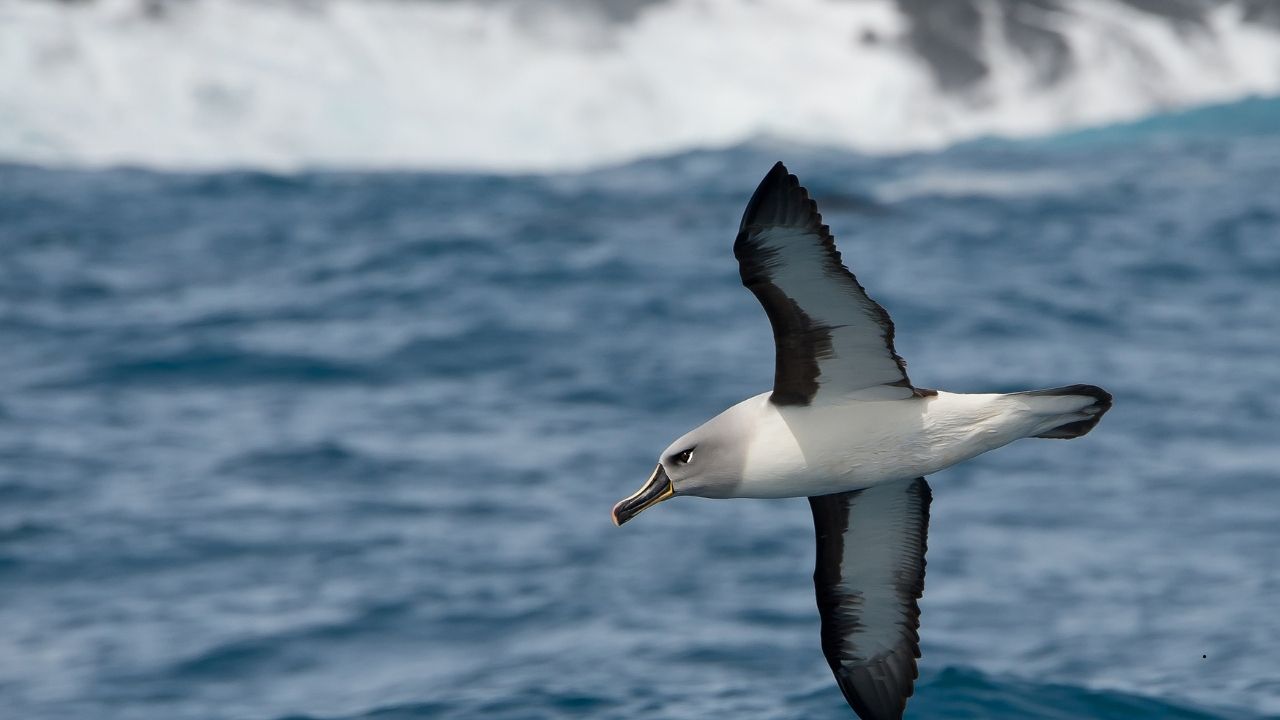 10 Fastest Birds in the World