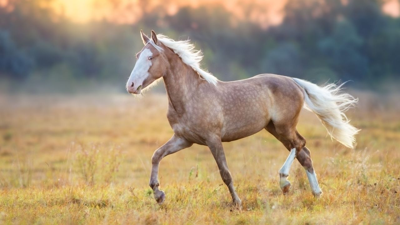 10 Rare Horse Breeds You Probably Didn’t Know About