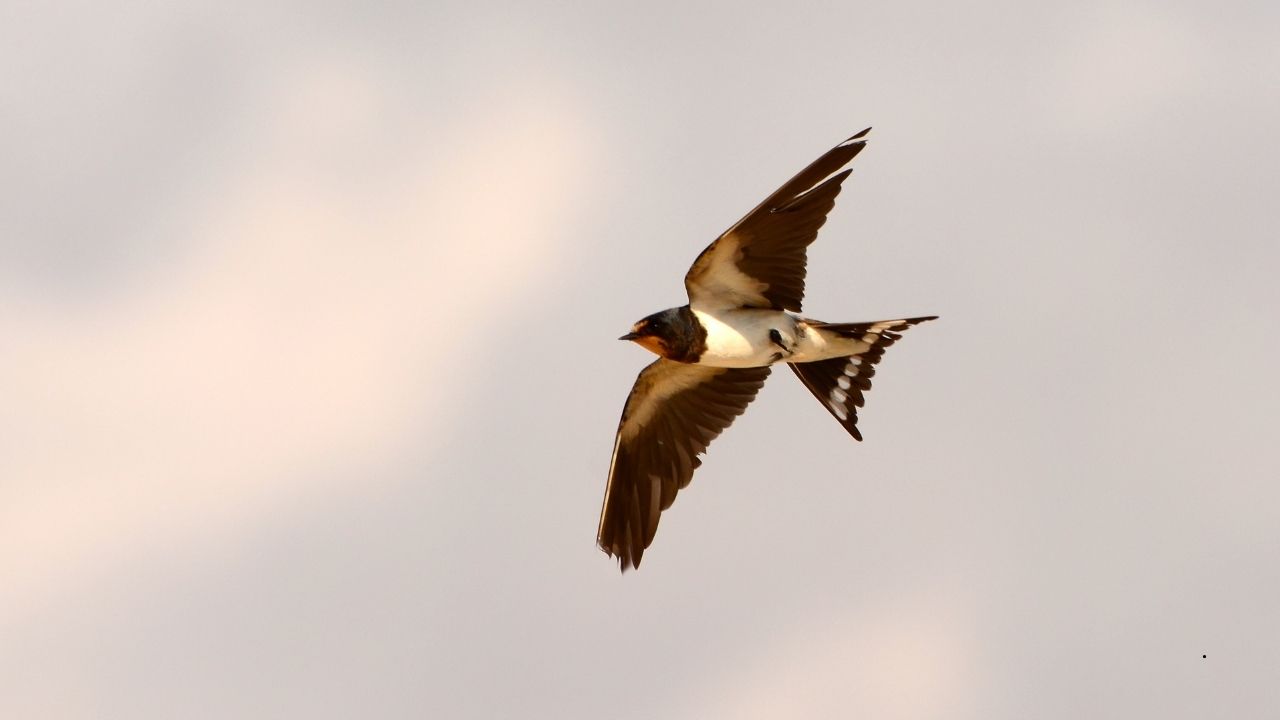 7 Birds Known for Their Anti-Predator Mobbing Behavior