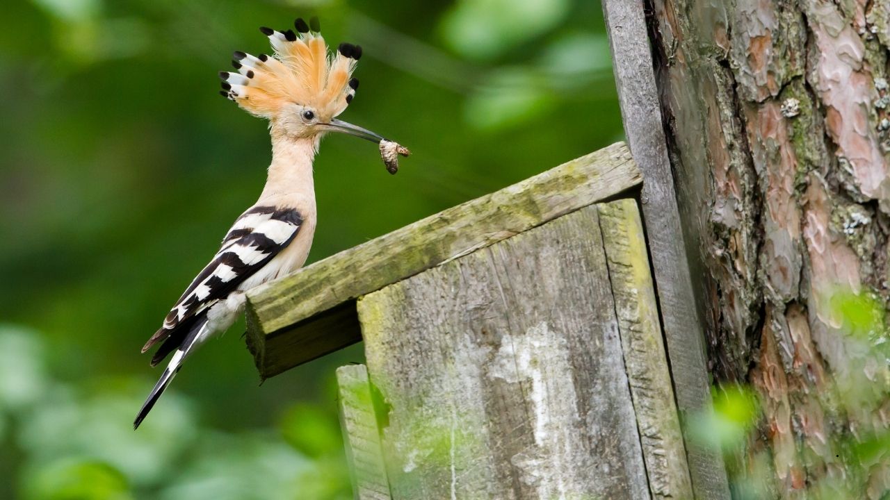 7 Birds Known for Their Cooperative Breeding