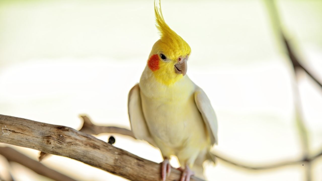 7 Birds Known for Their “Powder Down” Feathers