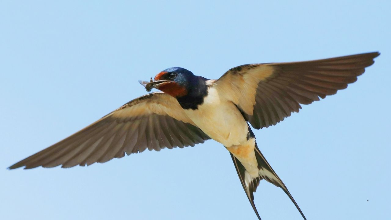 7 Birds That Can Perform Amazing Aerial Stunts