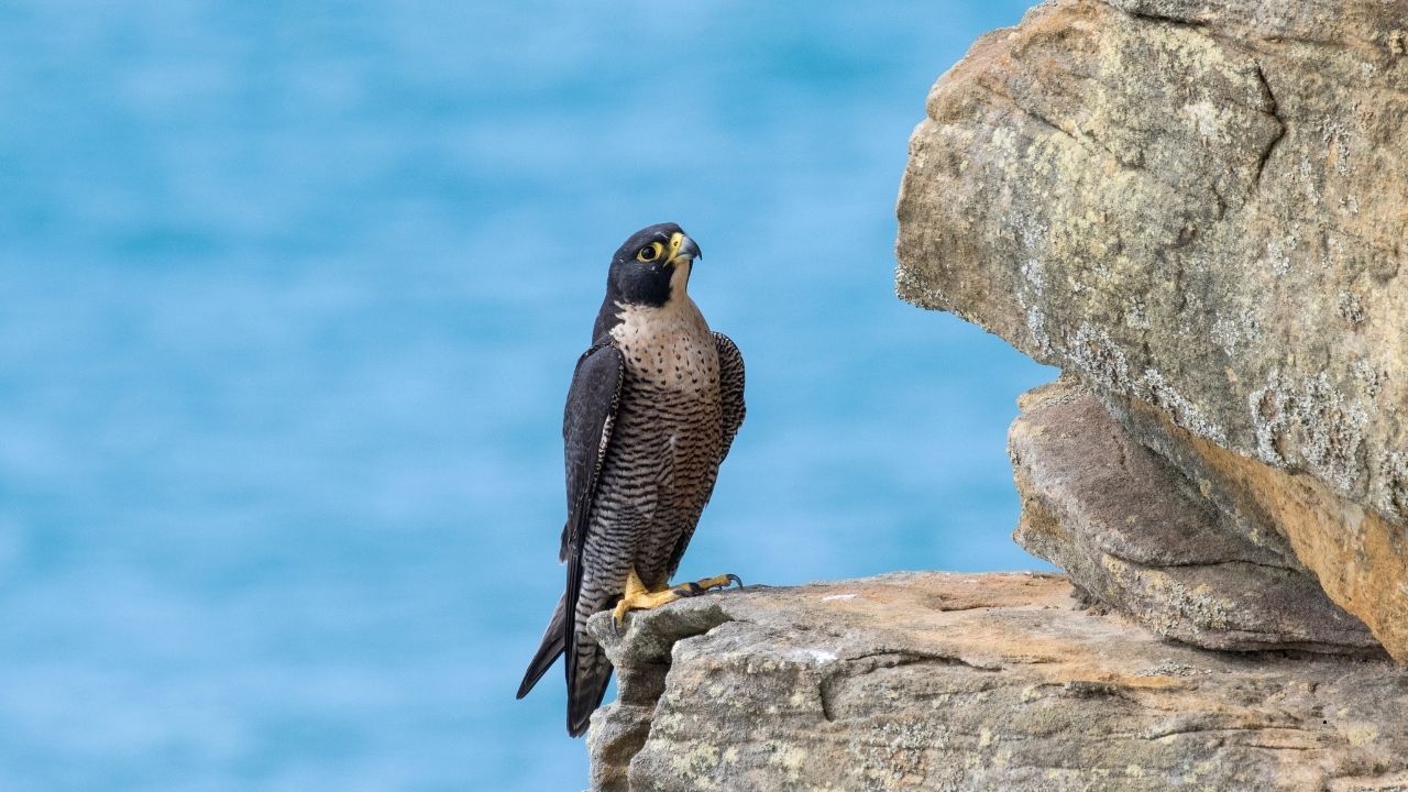 7 Birds That Can Reproduce in Harsh Environments