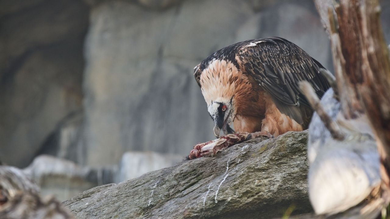 7 Birds That Have Surprising Feeding Habits